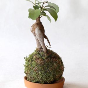 Kokedama avec un Ficus