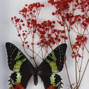 Papillons Urania Ripheus et Gypsophile rouge H19 x H25