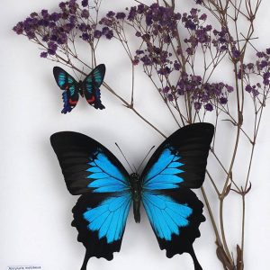 Papillon (3) Papilio Ulysses et Gypsophilie violet H26x H39