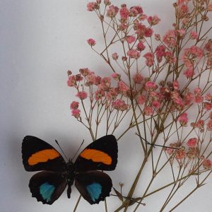 Papillon Callicore Cynosura et Gypsophile rose H18 x H15