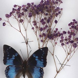 Papillon Bleu et Gypsophile violet H23 x H18