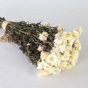Helychrisium blanche fleurs séchées