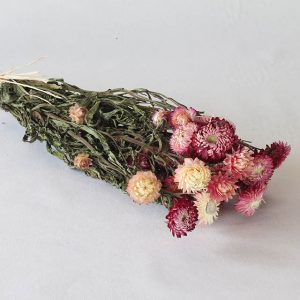 Helychrisium roses fleurs séchées