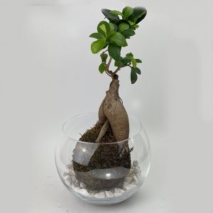 Kokedama Globe Ø20 avec un Ficus Ginseng