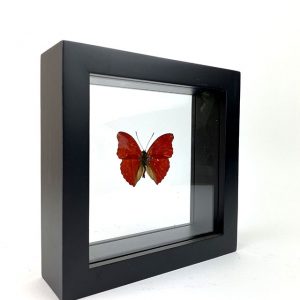 Papillon Sangaris en Cadre 15×15