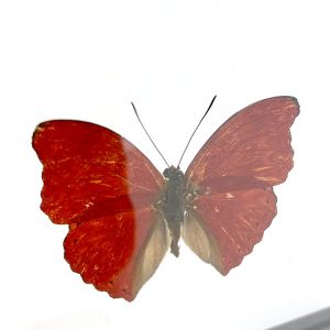 Papillon Sangaris en Cadre 15×15